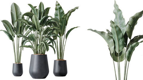 AV Indoor plants set 143 Bird Of ParadiseBird