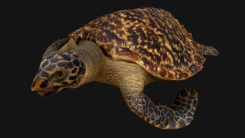 Turtle Reptile Animated