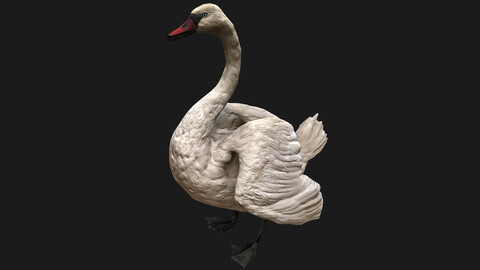 Swan Bird