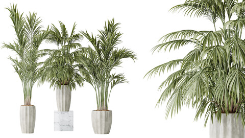 AV Indoor plants set 144 Areca Majesty Cat Reed Palm