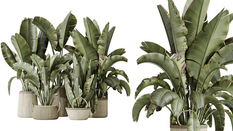 AV Indoor plants set 146 Ravenala Banana Strelitzia Nicolai Bird Of Paradise