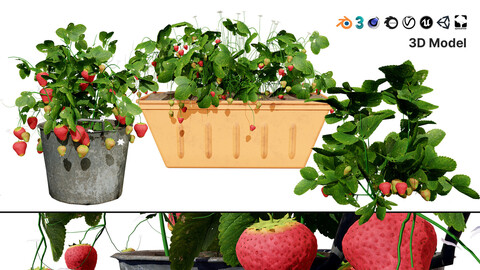 3D Strawberry Plant Collection