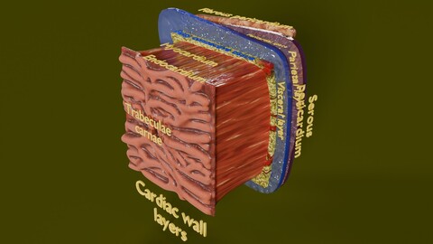 Heart Cardiac Wall Layers