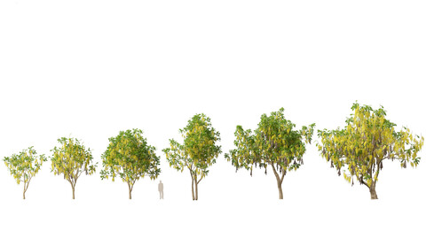 (HighPoly+LowPoly) Cassia fistula - golden shower tree