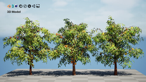 Realistic Cacao Tree 3D Model