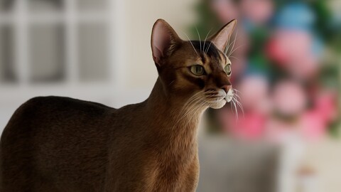 Abyssinian Cat