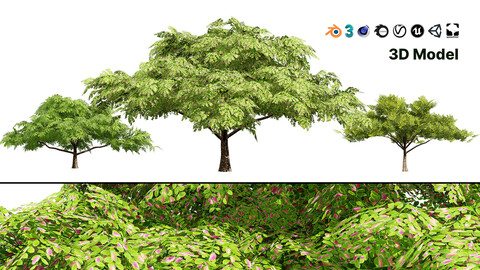 Rain Tree 3D Model