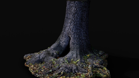 tree trunk oak wide roots ground photogrammetry