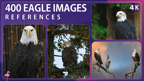 400 Eagle Image Reference Pack – Vol 1