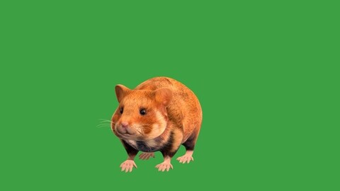 European Hamster