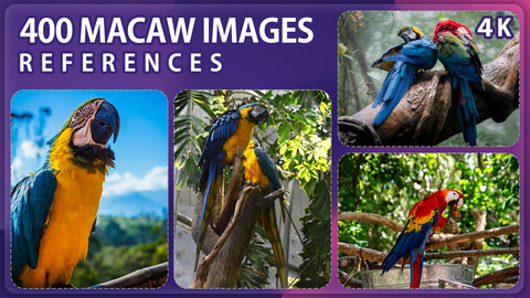 400 Macaw Image Reference Pack – Vol 1