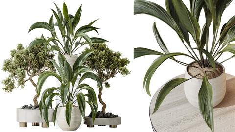 AV Indoor plants set 157 Mission Kalamata Chemlali Olive and Spathiphyllum Wallisii Bellini Peace Lily Domino