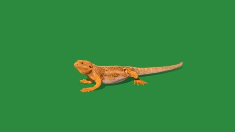 Inland Bearded Dragon Lizard