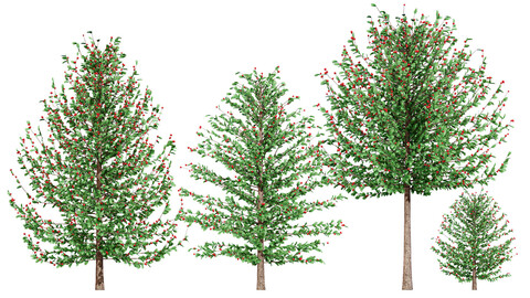 Holly Tree Collection 3D Models