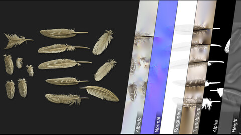 Photometric Scan Bird - Feasant - Feather 6