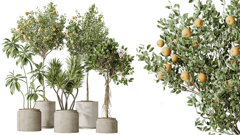 AV Indoor plants set 162 Mandarin Citrus Fruit Orange and Ficus Cyathistipula and Benjamina African Fig and Yucca Aloifolia Rostrata Palm