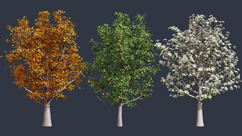 Realistic Pear Tree 3D Model - All Seasons