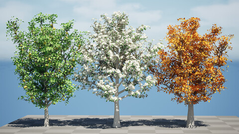 Realistic Pear Tree 3D Model - All Seasons