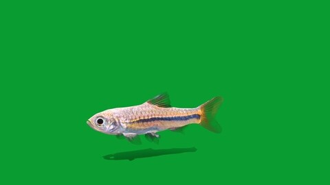 Blue Line Rasbora Fish