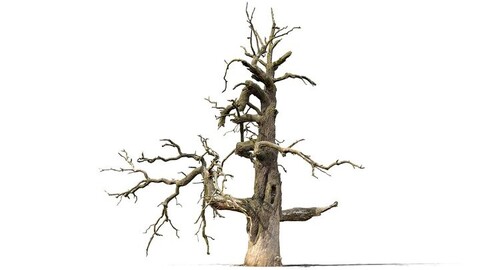 600-year-old dead oak - ENT 05