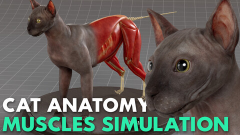 Cat Anatomy - Model & Textures - Muscles Simulation Ready