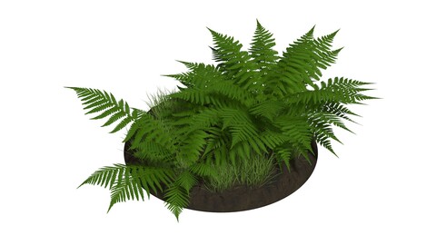 Fern Low Poly R3