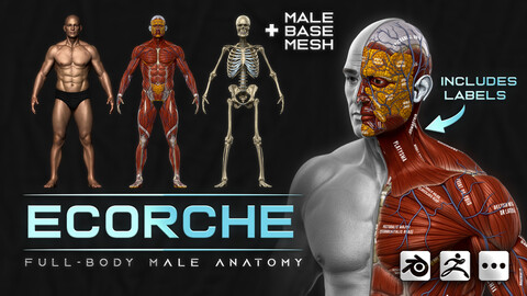 ECORCHE - Realistic Male Full Body Anatomy Model + BASE MESH