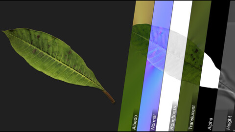 Photometric Scan Vegetation - Frangipani - Leave 1