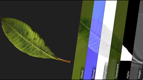 Photometric Scan Vegetation - Frangipani - Leave 2