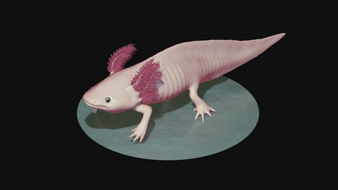 White and pink axolotl