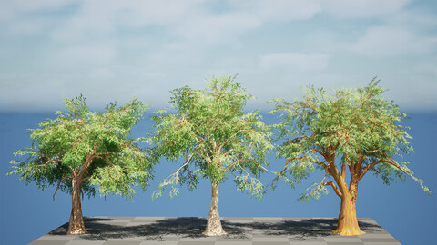 Realistic Eucalyptus Tree 3D Model