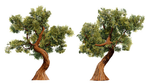 Spiral Juniper Tree 3D Model