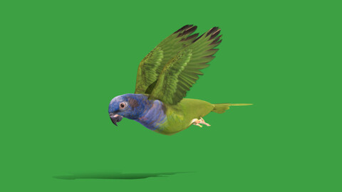 Pionus Parrot Bird