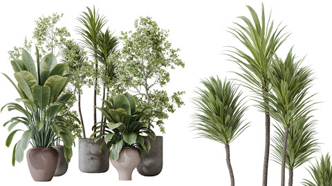 AV Indoor plants set 171 Beech Olea Europaea Olive and Mission Arbequina Olive and Ficus Robusta Abidjan