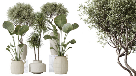 AV Indoor plants set 172 Mission Arbequina Olive and Ravenala Banana Strelitzia and Spineless Yucca Aloifolia Rostrata