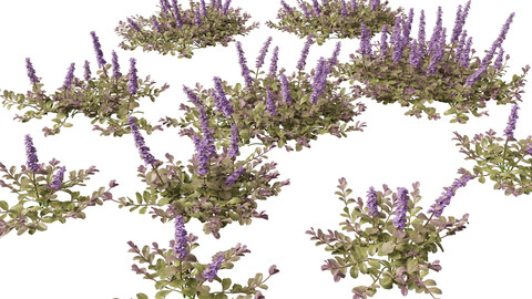 (HighPoly+LowPoly) Ajuga reptans - Carpet bugleweed