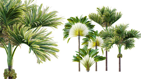 AV Ravenala Madagascariensis Travelers Palm and Areca Catechu Decorative Garden Fruit