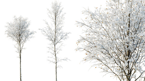 AV Plants Alnus-Glutinosa Winter Snow Tree Set02