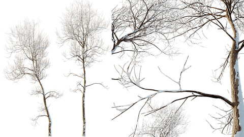 AV Plants Ash Tree Winter Snow Set02