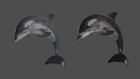 Bottlenose Dolphins Young Animation | VFX Grace