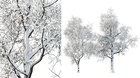 AV Plants Ash Tree Winter Snow Set03