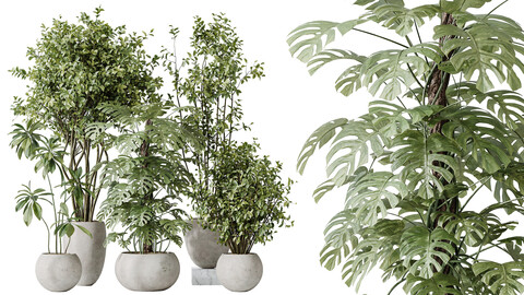 AV Indoor plants set 166 Beech Olea Europaea Olive Eucalyptu and Elegant Monstera Deliciosa and Ficus Cyathistipula