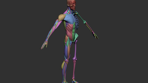 Anatomy Helper Maya Rig