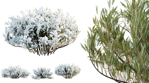 AV Plants Juniperus Sabina Winter Snow