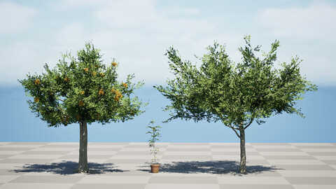 Australian Sausage Tree 3D Models