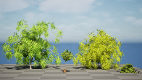 Brown Wattle Tree 3D Model