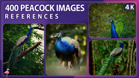 400 Peacock Image Reference Pack – Vol 1