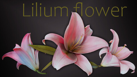 Lilium (Lily) flower