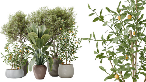 AV Indoor plants set 179 Mission Arbequina Olive and Ficus Robusta Abidjan and Mandarin Citrus Fruit Bonsai Orange Tree