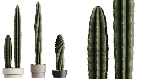 AV HousePlants Cactus Euphorbia Trigona Ingens Candelebra Tree